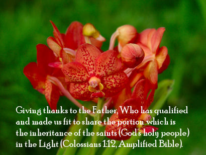 Colossians 1:12 Bible Verse with Orange Orchids from Kaneohe Hawaii
